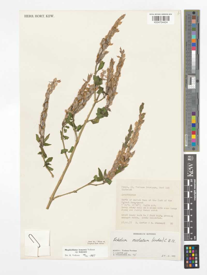 Megalochlamys kenyensis subsp. kenyensis
