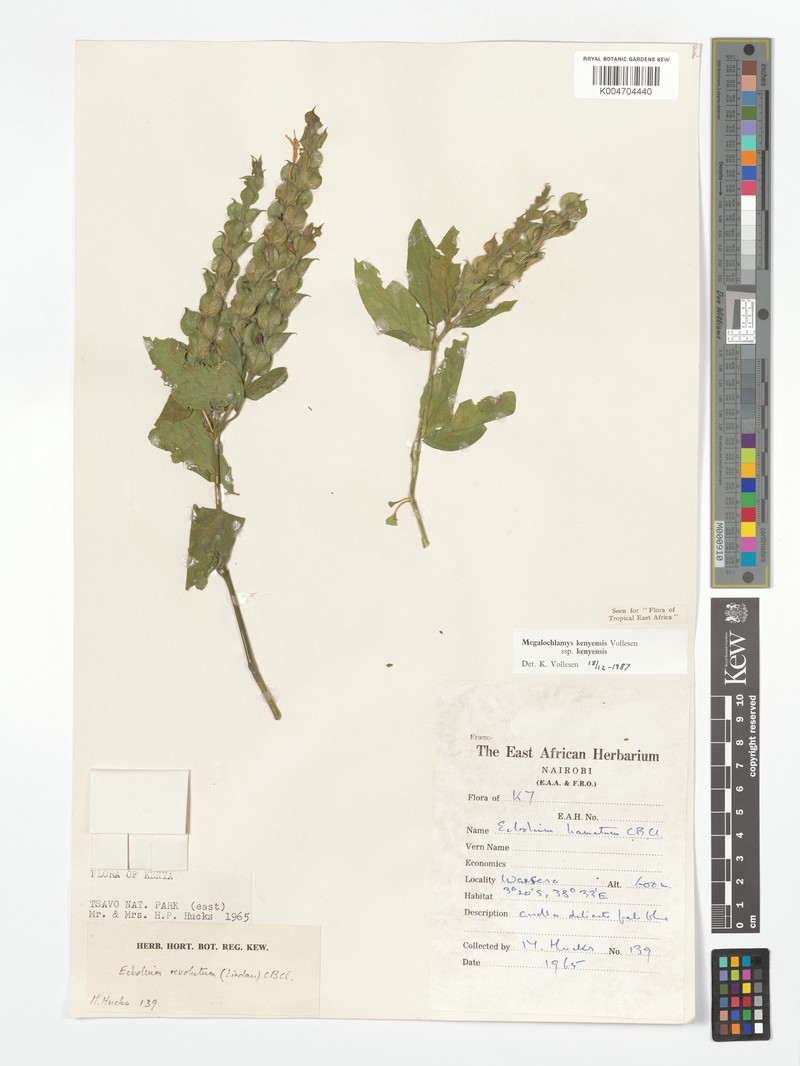 Megalochlamys kenyensis subsp. kenyensis photo 2