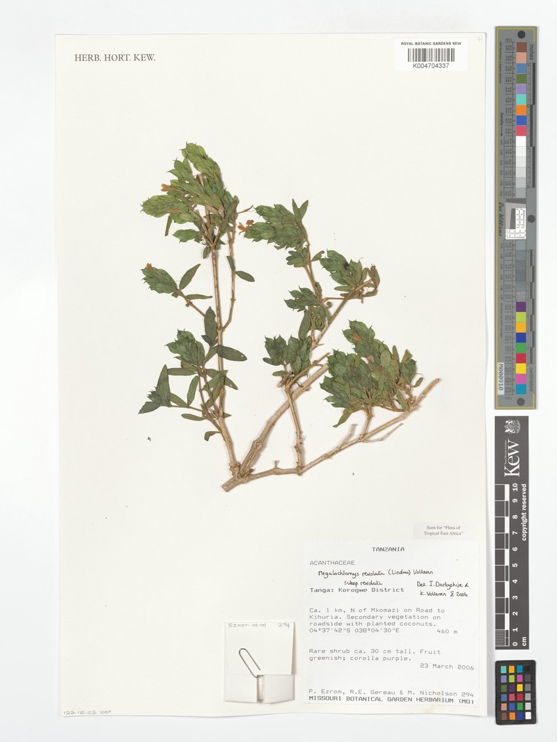 Megalochlamys revoluta subsp. revoluta