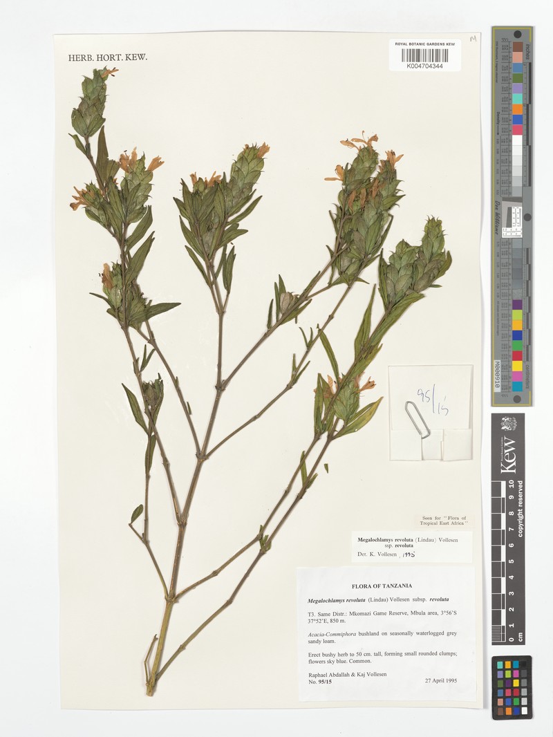 Megalochlamys revoluta subsp. revoluta photo 2