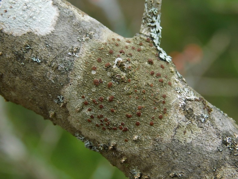 Megalospora Lichen