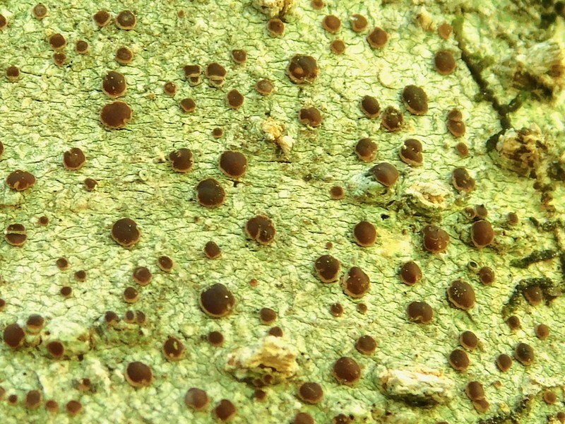 Megalospora Lichen photo 2