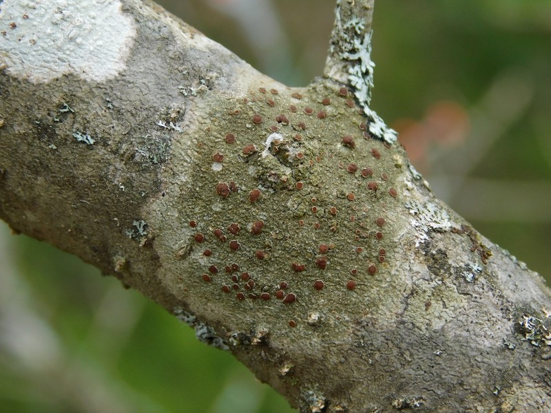 Megalospora Lichen photo 4