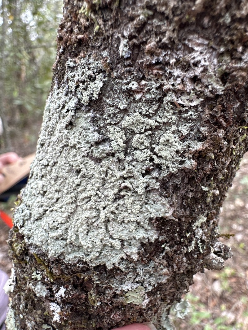 Megalospora Lichen photo 5