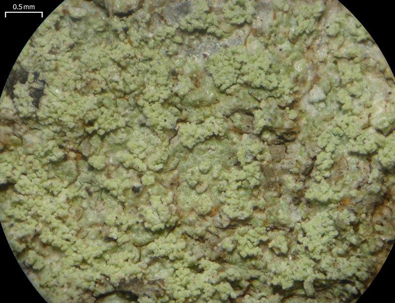 Magalospora Lichen