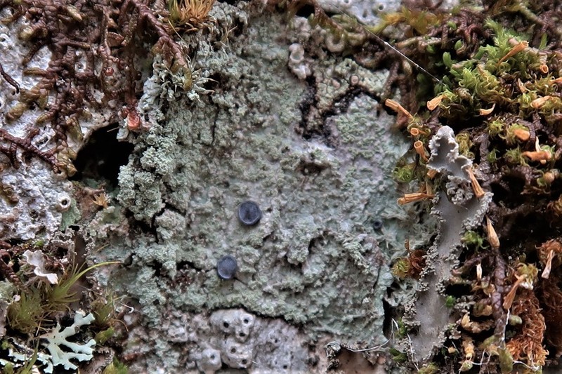 Magalospora Lichen