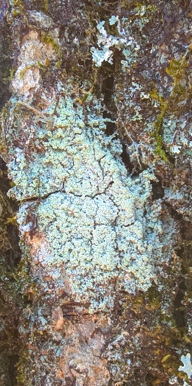 Magalospora Lichen photo 2
