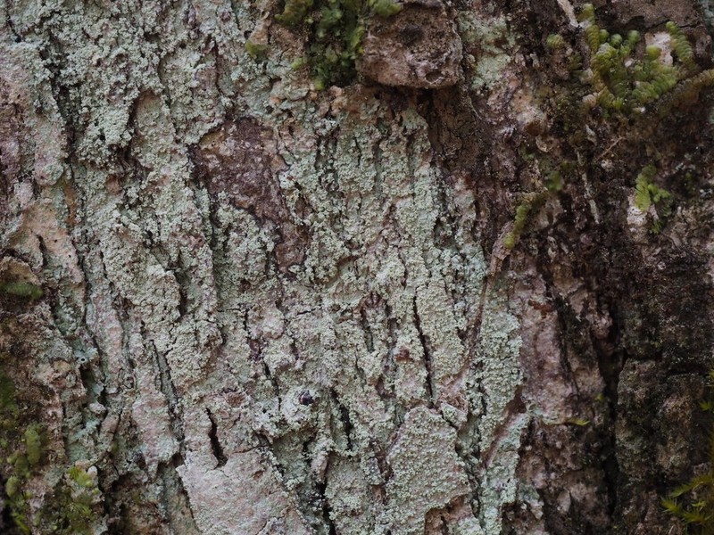 Magalospora Lichen photo 3