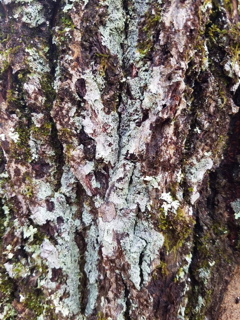 Magalospora Lichen photo 4