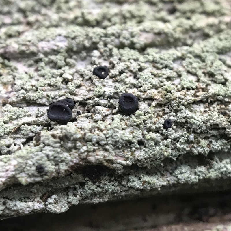 Magalospora Lichen photo 5