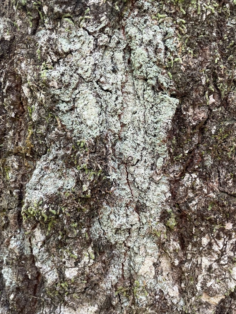 Magalospora Lichen photo 6