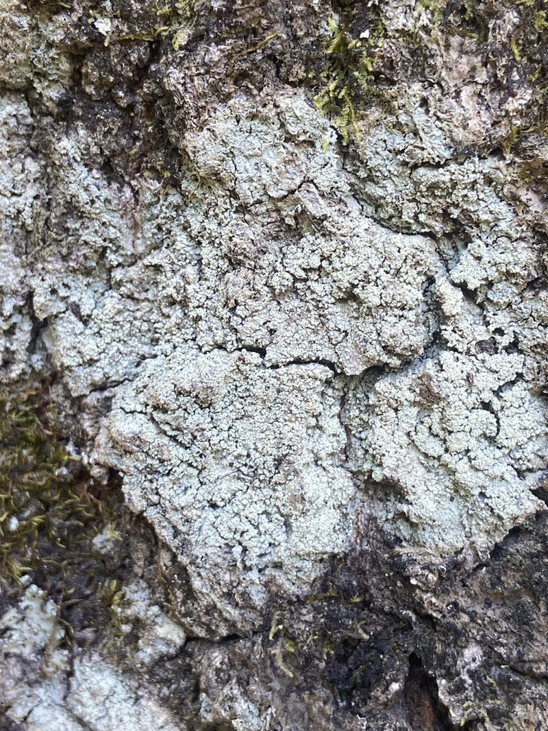 Magalospora Lichen photo 7