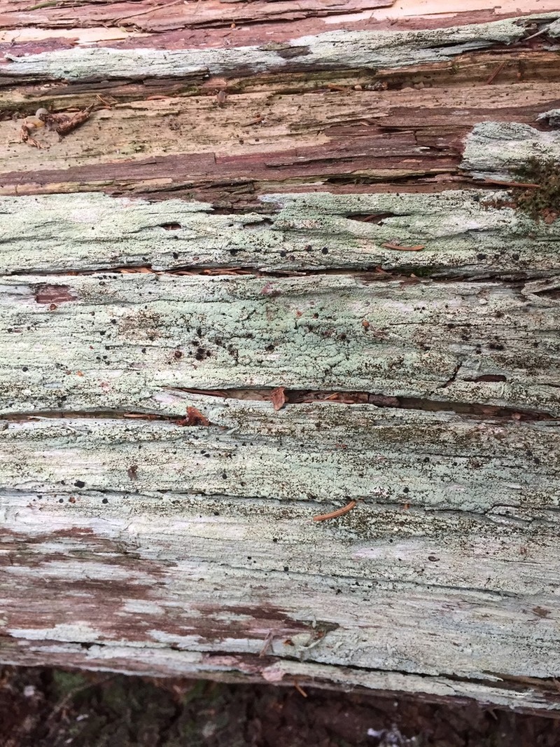 Magalospora Lichen photo 8