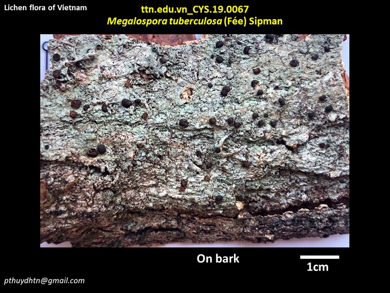 Megalospora Lichen