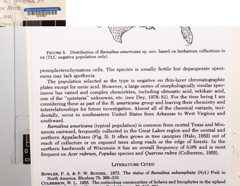 Megalospora Lichen photo 3