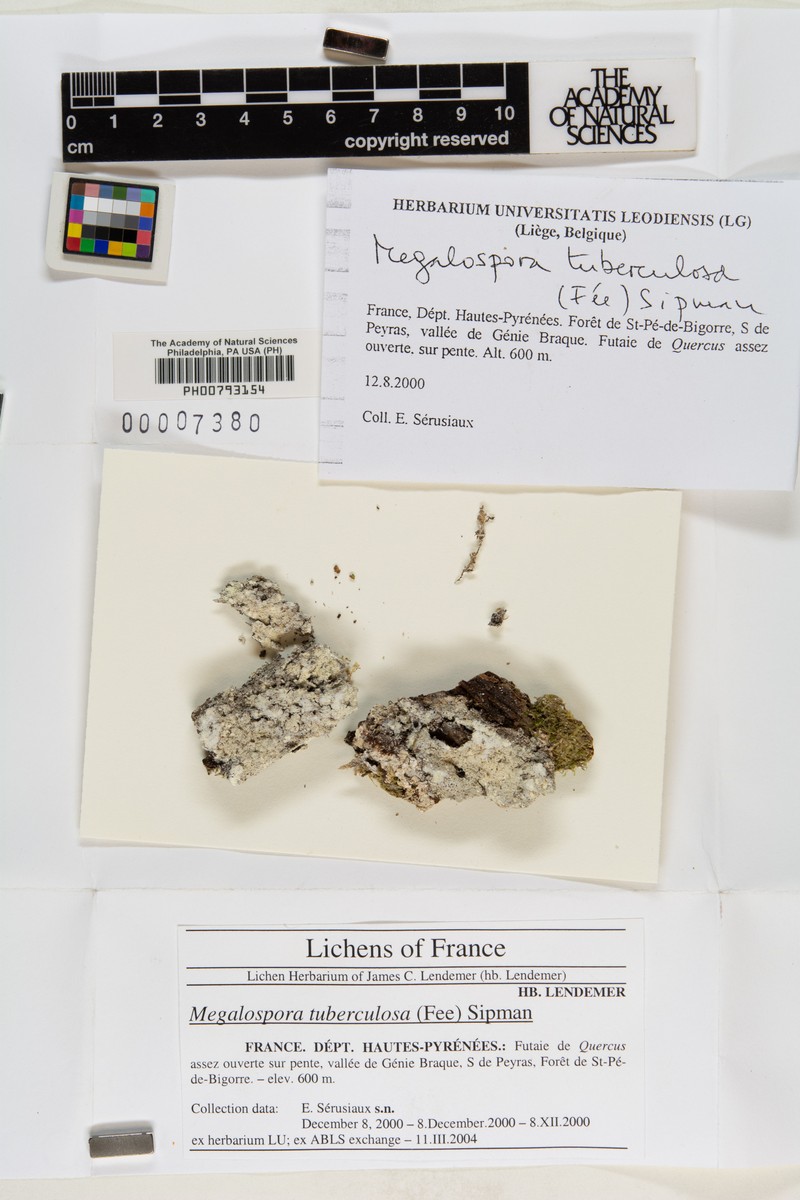 Megalospora Lichen photo 4