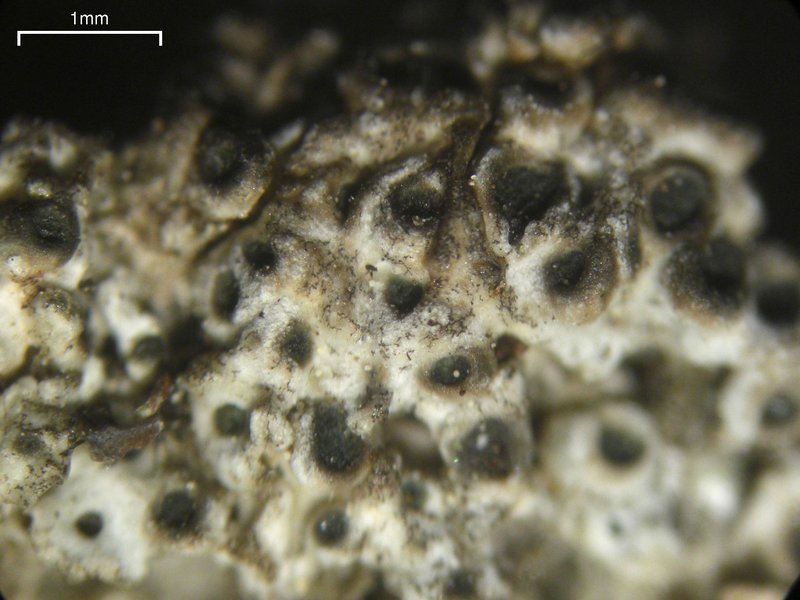 Megaspora Lichen