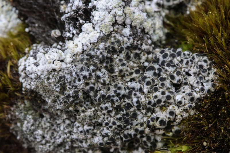 Megaspora Lichen