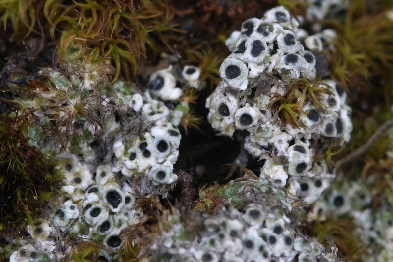 Megaspora Lichen photo 2