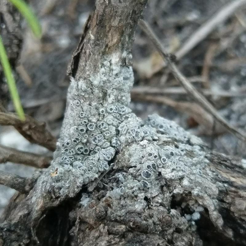 Megaspora Lichen photo 3