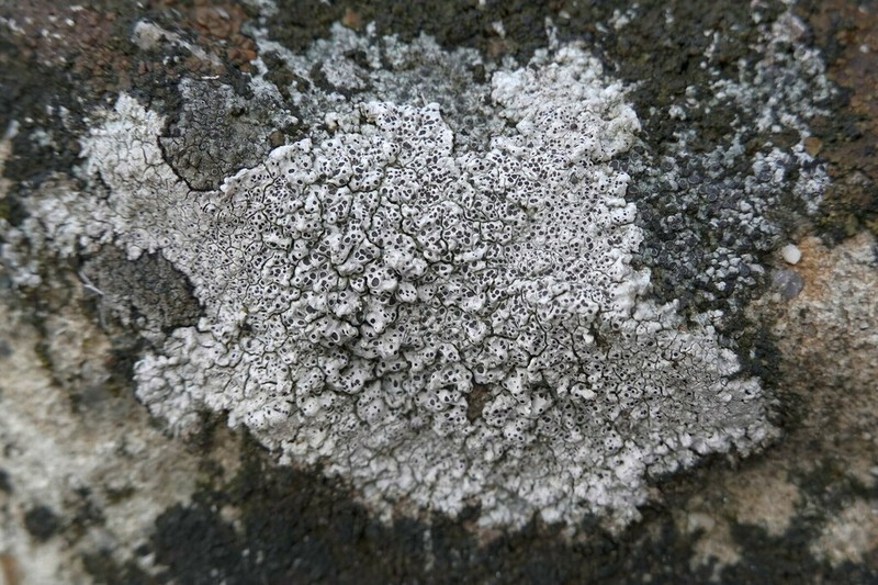 Megaspora Lichen photo 4