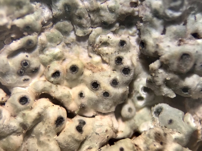 Megaspora Lichen photo 5
