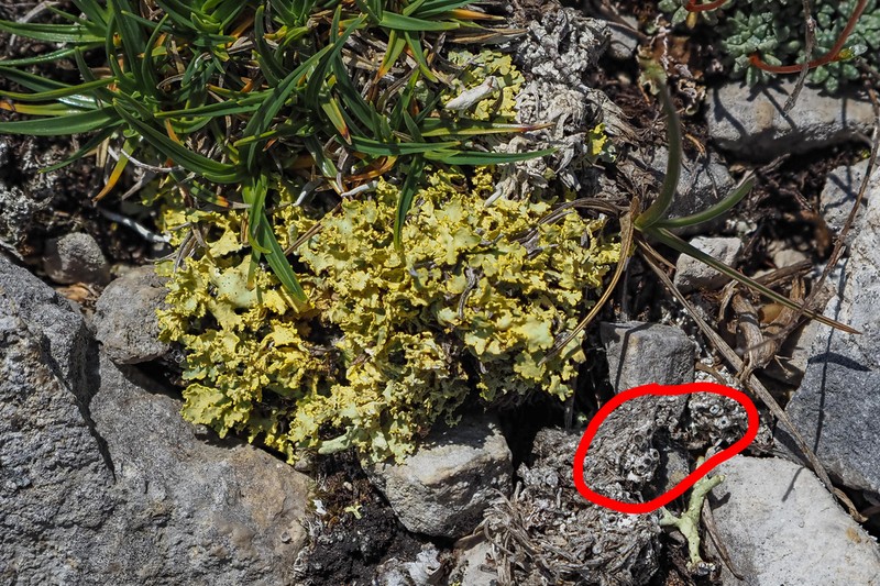 Megaspora Lichen photo 6