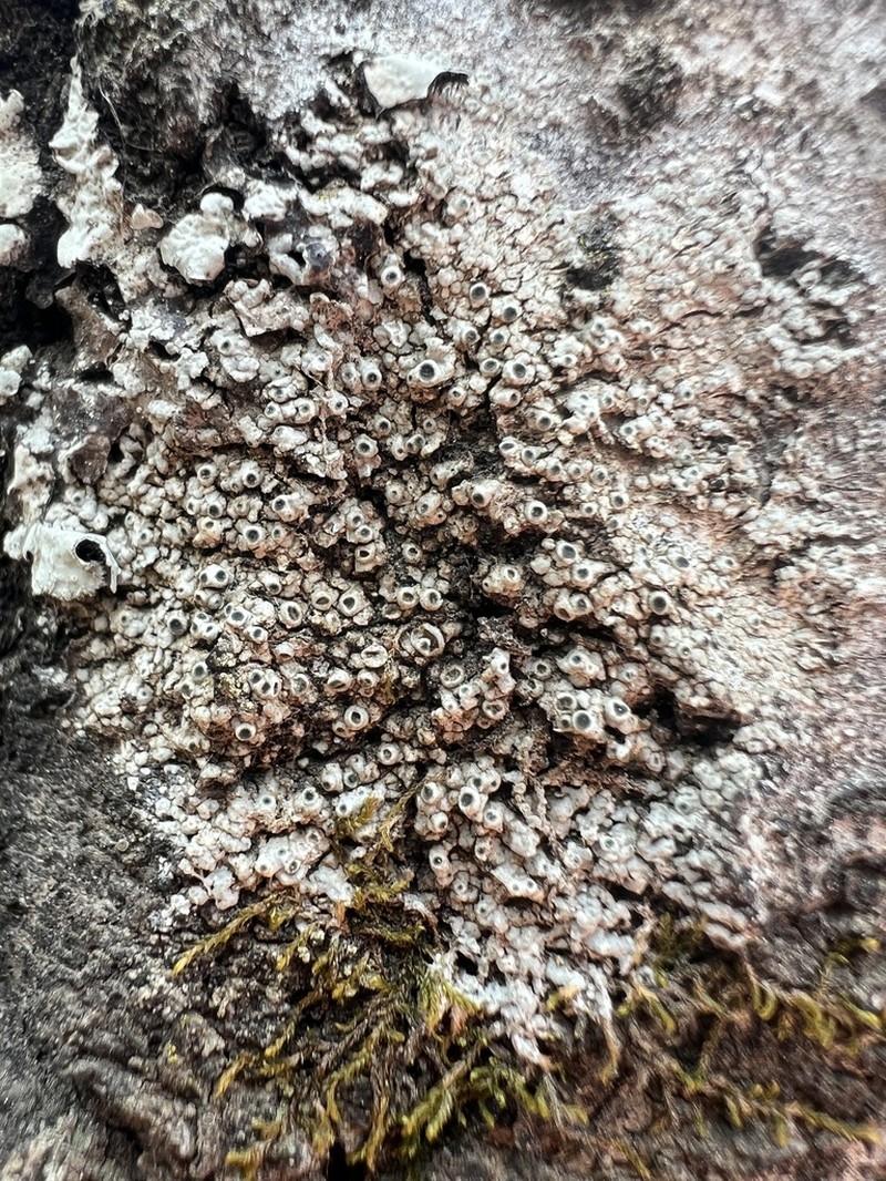 Megaspora Lichen photo 7