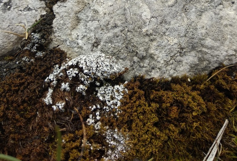 Megaspora Lichen photo 8