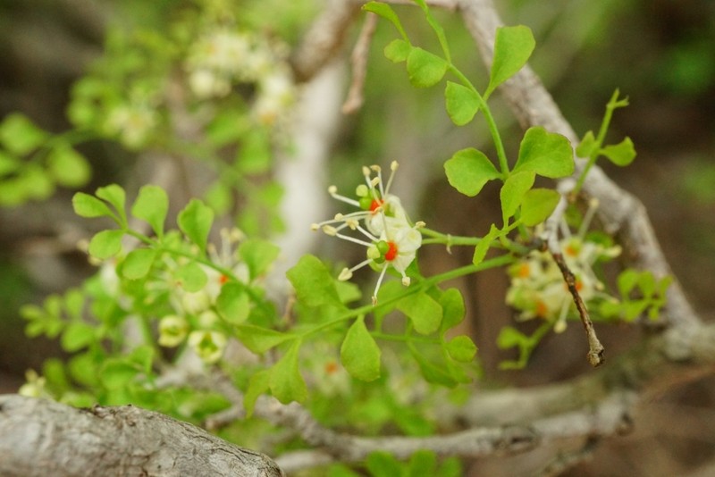 Megastigma acarrilloi