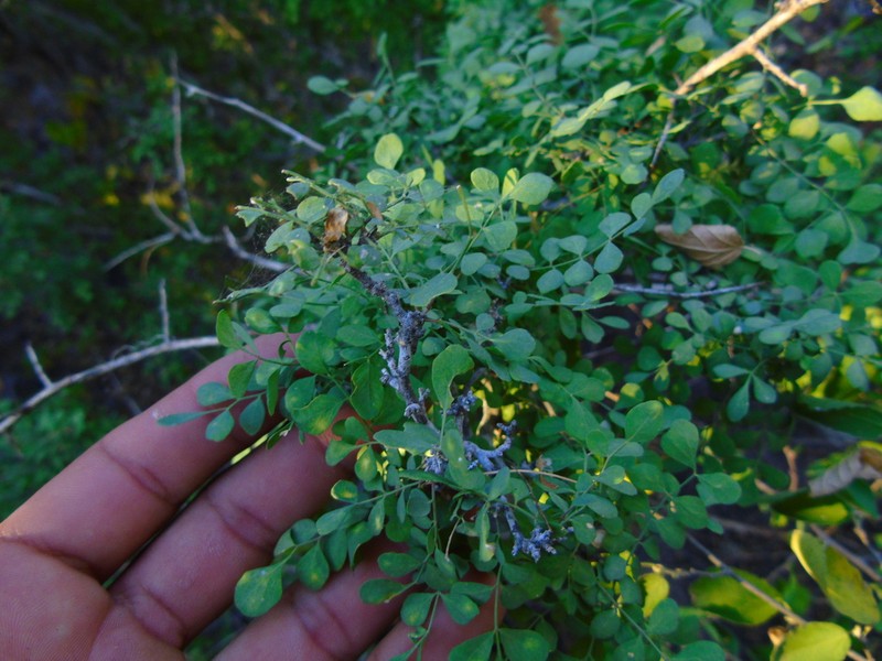 Megastigma acarrilloi photo 2