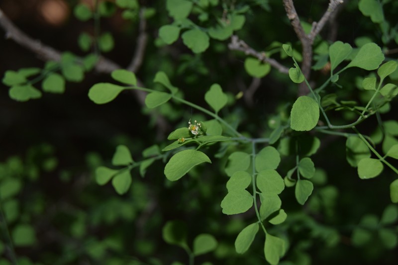 Megastigma acarrilloi photo 3