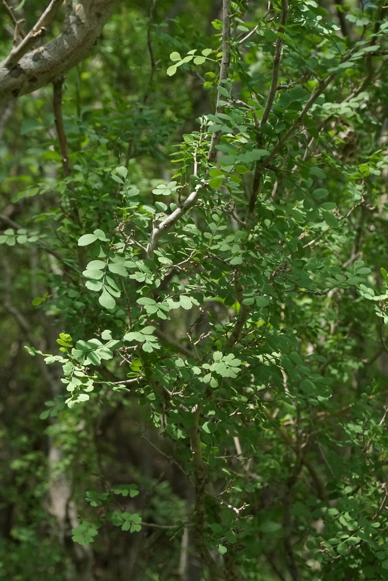 Megastigma acarrilloi photo 4