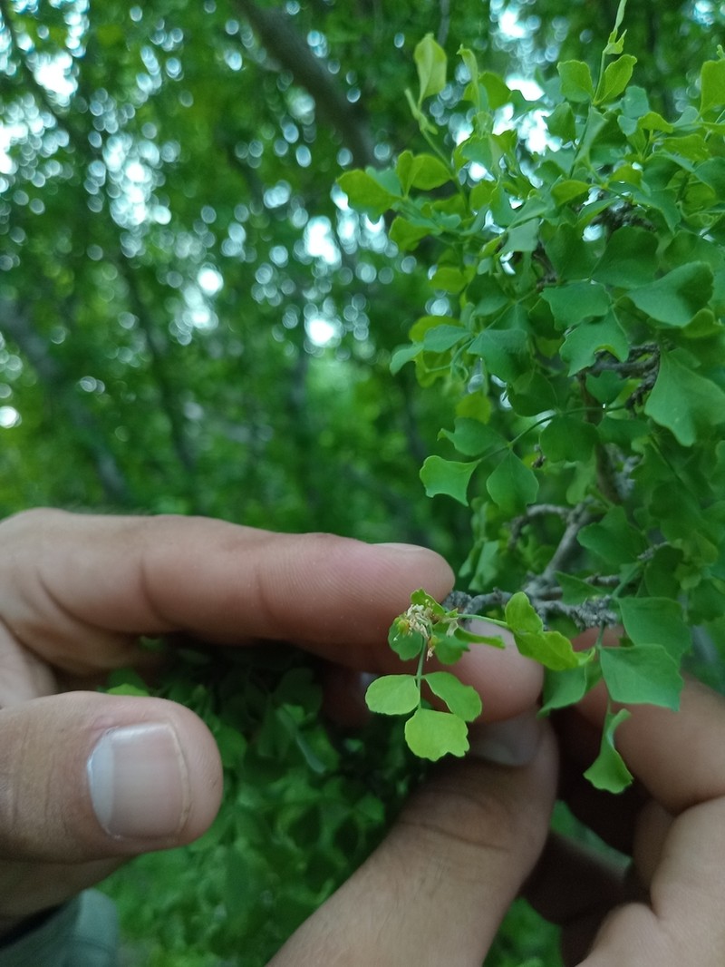 Megastigma acarrilloi photo 5