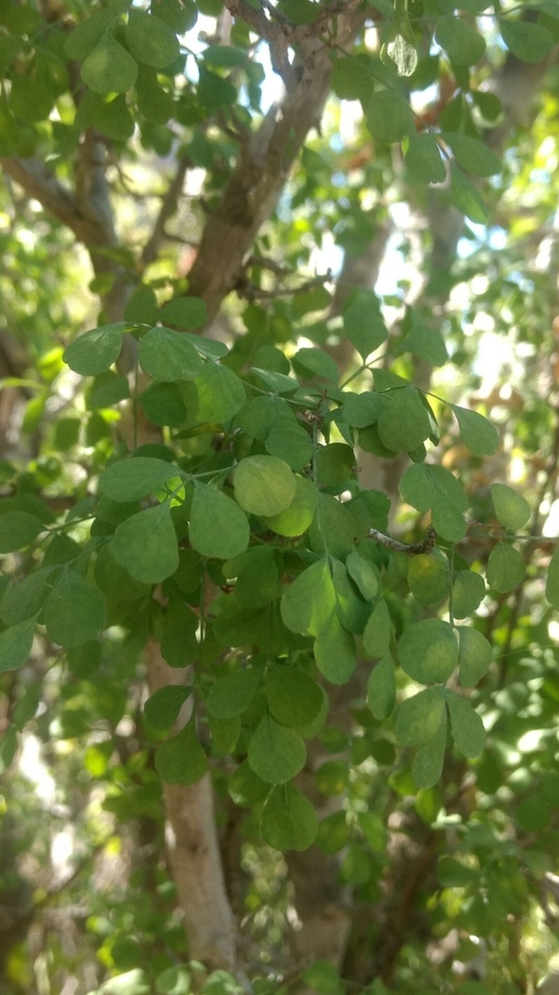 Megastigma acarrilloi photo 6