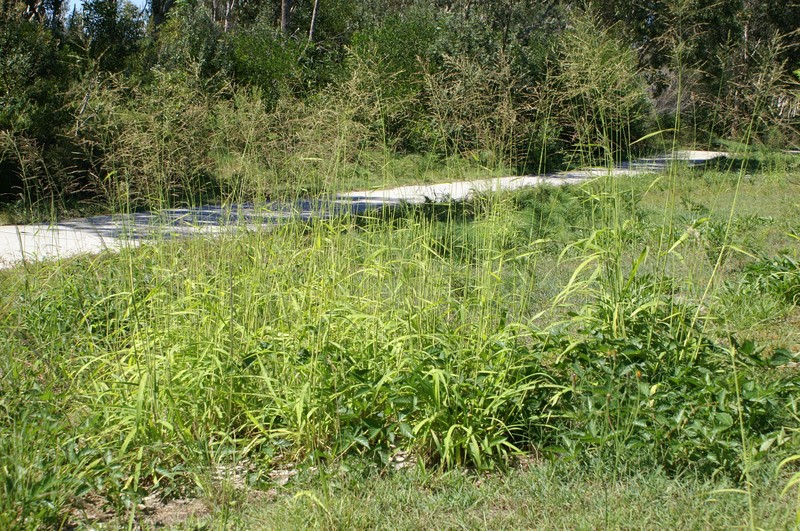 Guineagrass photo 6
