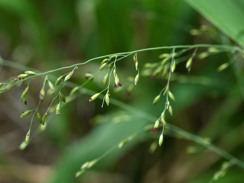 Guineagrass photo 7
