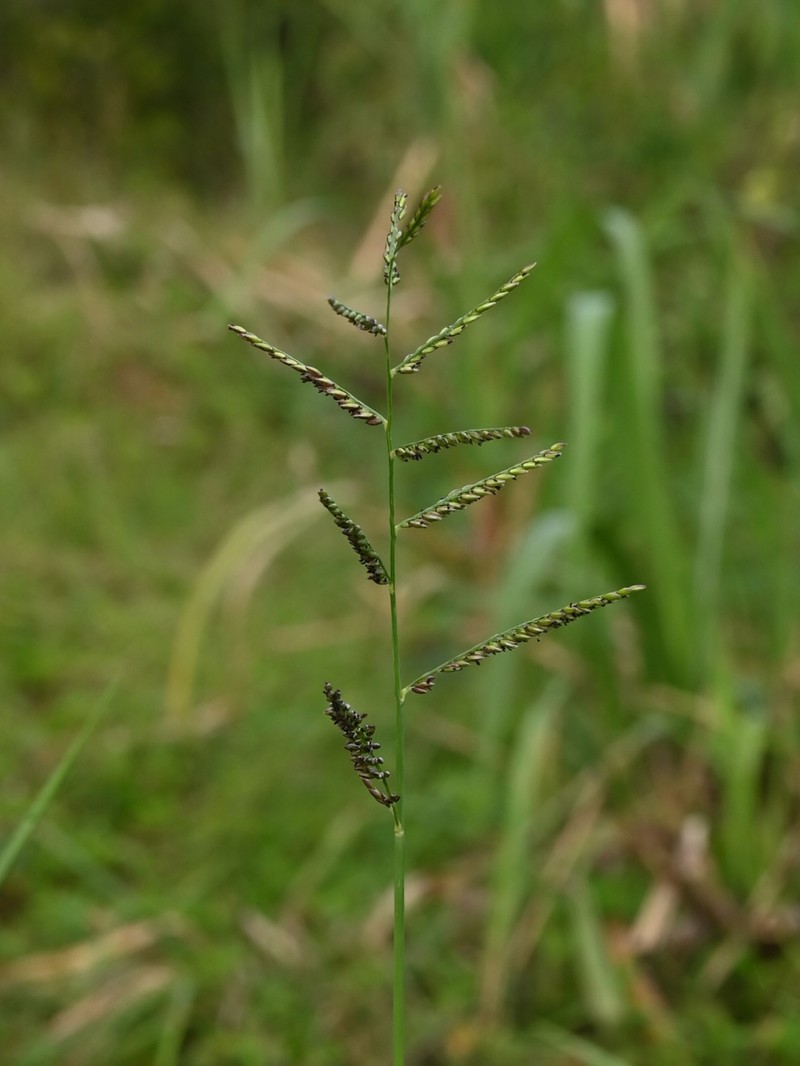 Guineagrass photo 8