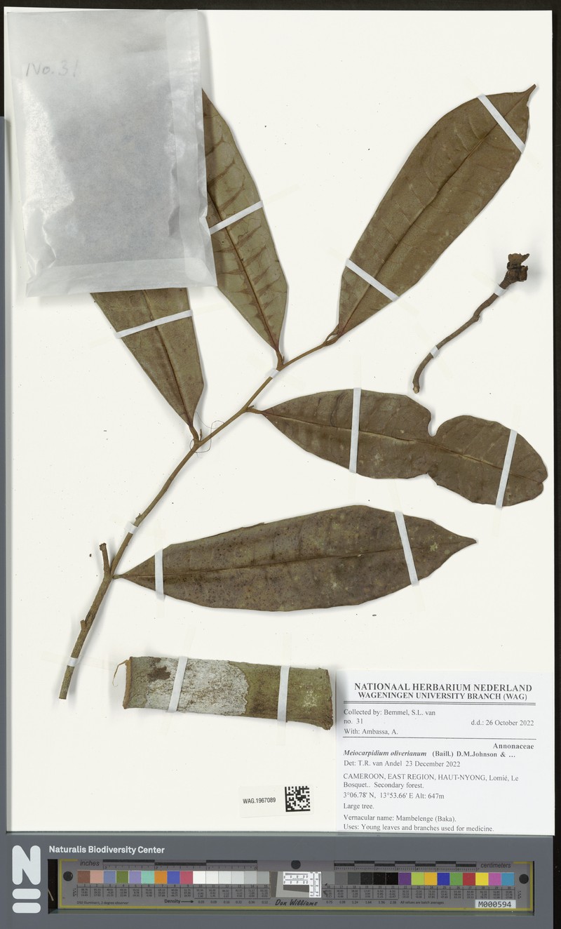 Meiocarpidium oliverianum