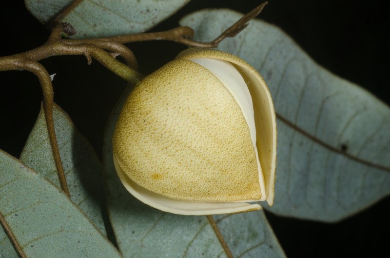 Meiocarpidium oliverianum photo 2