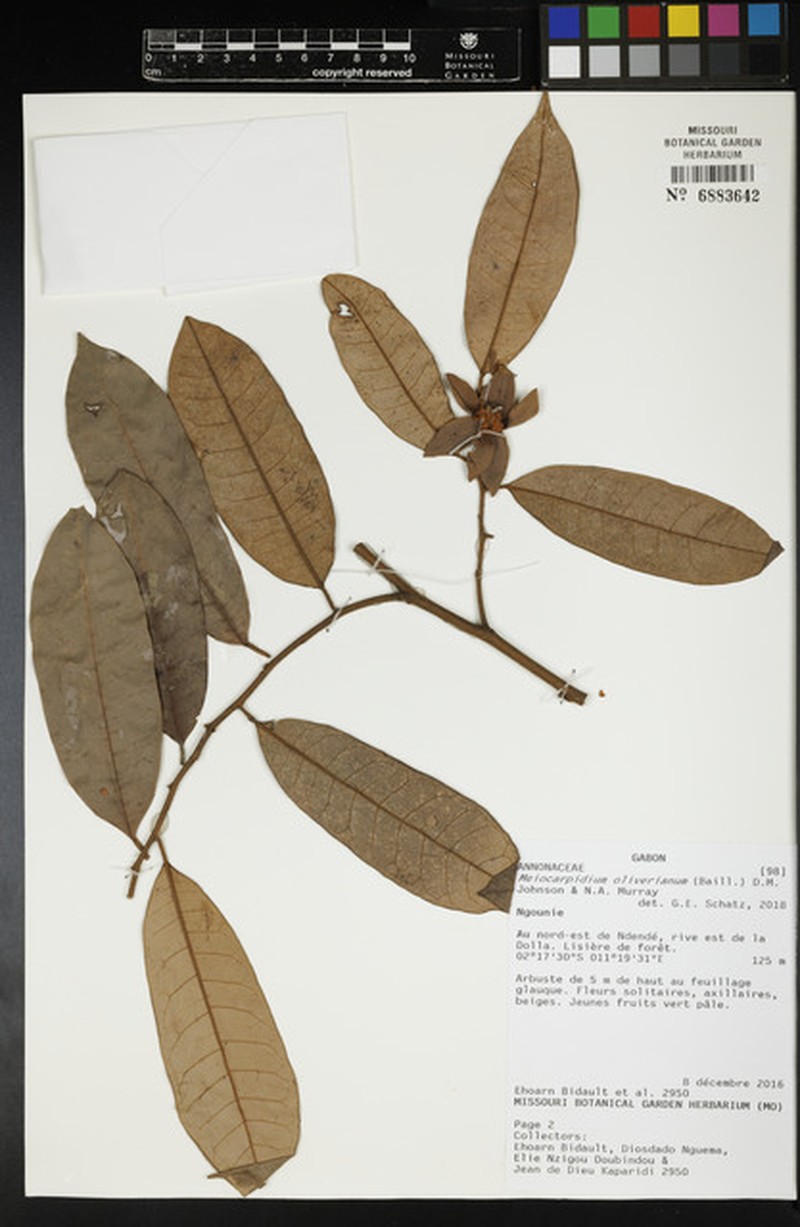 Meiocarpidium oliverianum photo 3