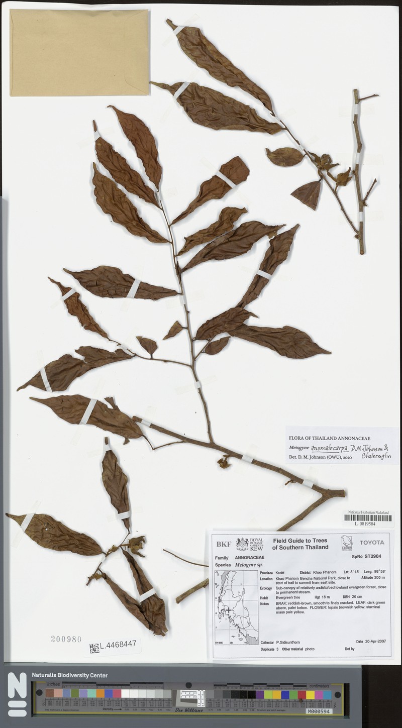 Meiogyne anomalocarpa
