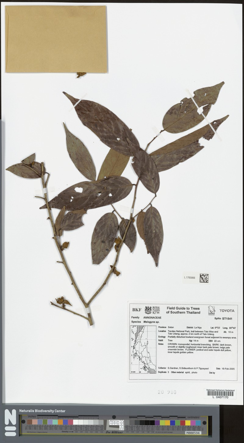 Meiogyne anomalocarpa photo 2