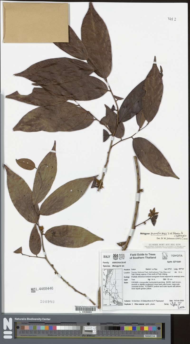 Meiogyne anomalocarpa photo 3