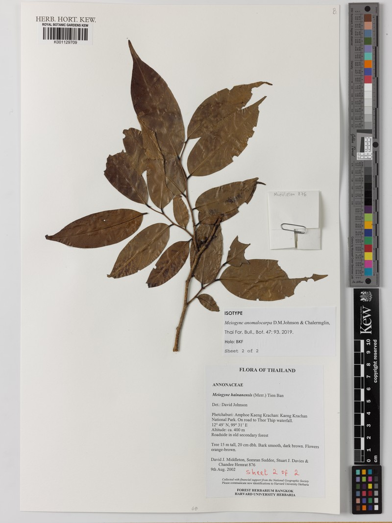 Meiogyne anomalocarpa photo 4