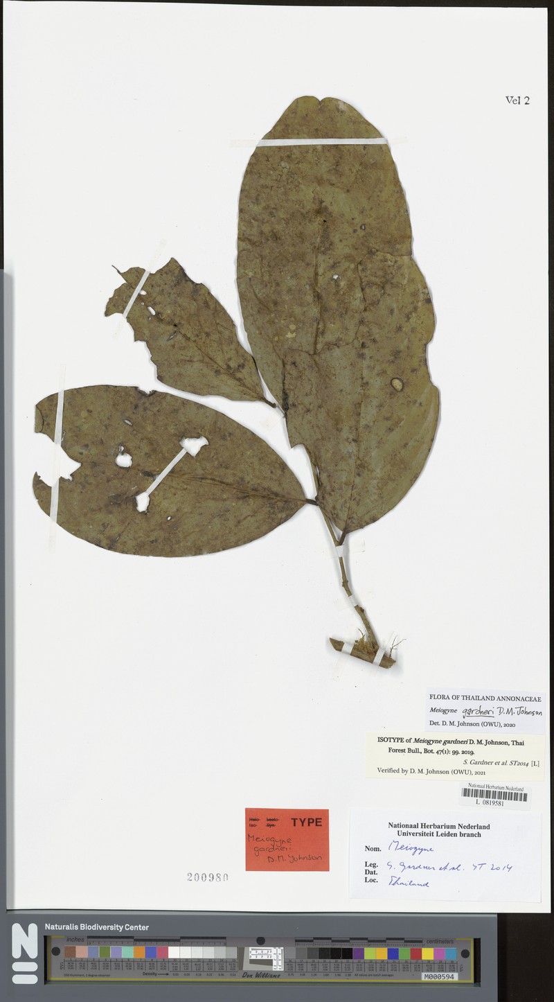 Meiogyne gardneri
