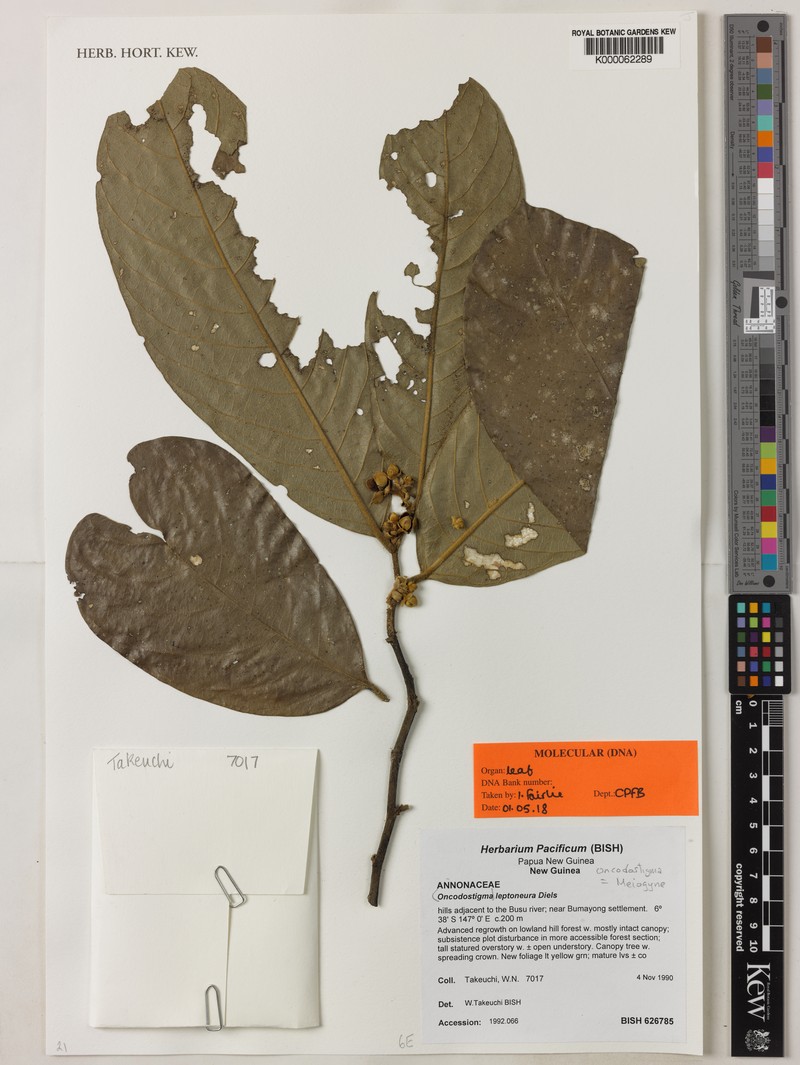 Meiogyne leptoneura