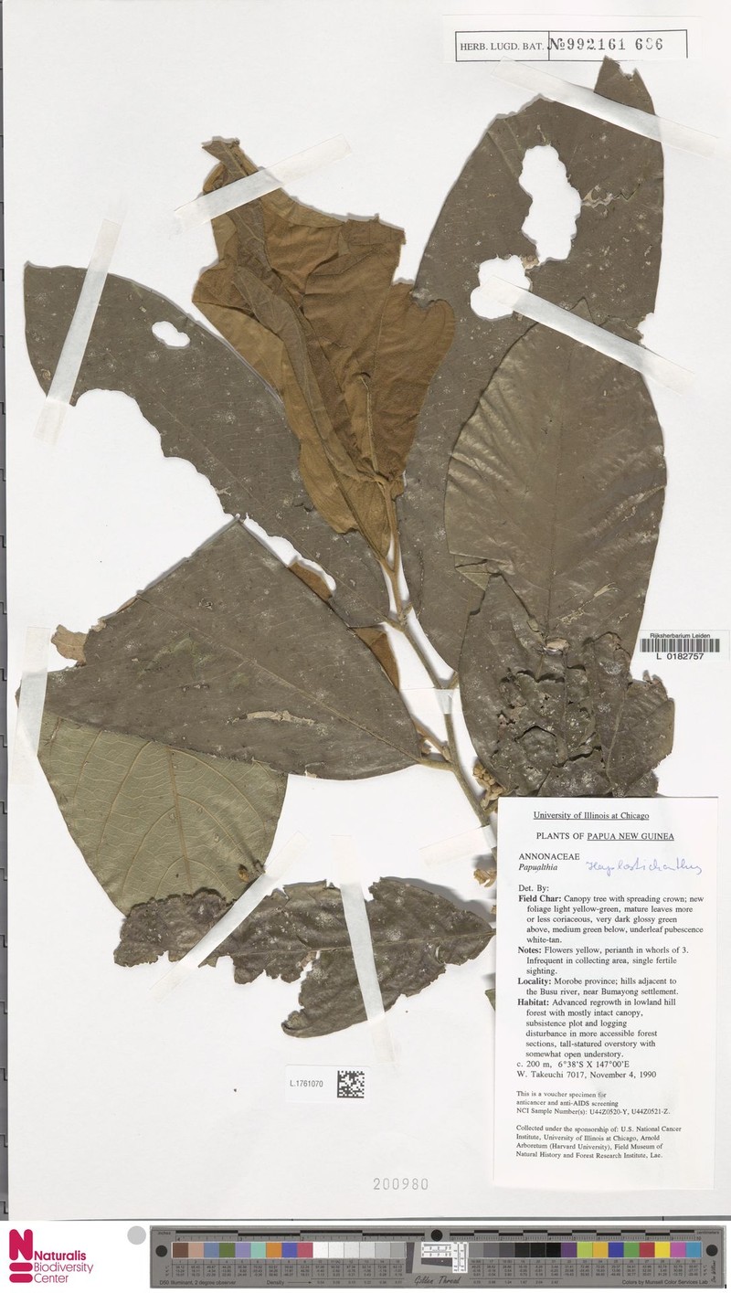 Meiogyne leptoneura photo 2