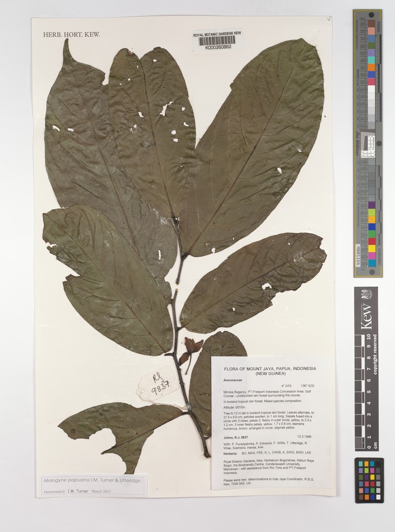 Meiogyne papuana photo 2