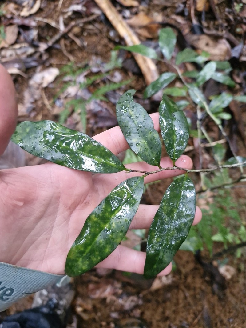 Meiogyne punctulata photo 2